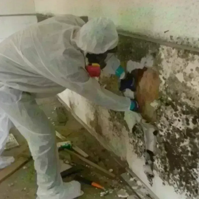 Mold Remediation and Removal in Benton County, MN